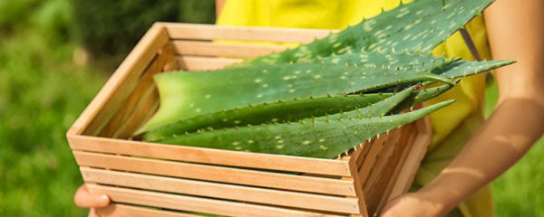 aloe vera