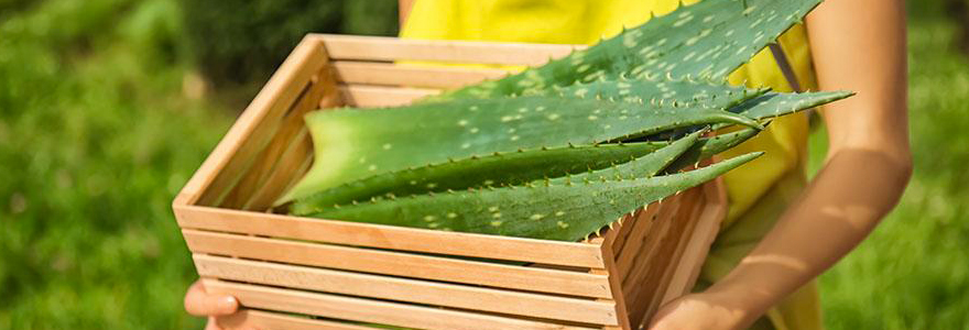 aloe vera